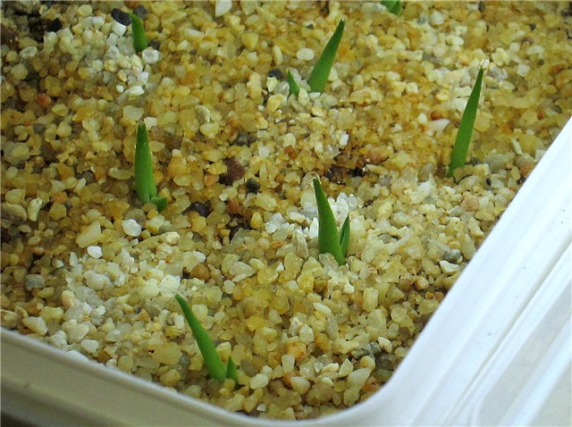 agave seedlings